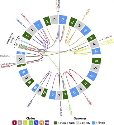 Genome-Wide Characterization of the MLO Gene Family in Cannabis sativa Reveals Two Genes as Strong Candidates for Powdery Mildew Susceptibility